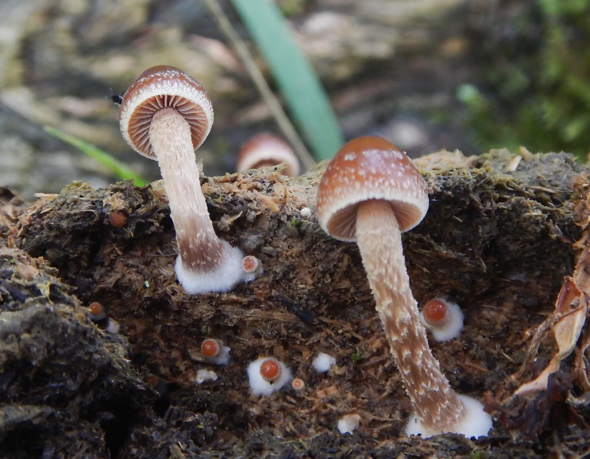 Deconica coprophila, 24-05-22 (2)